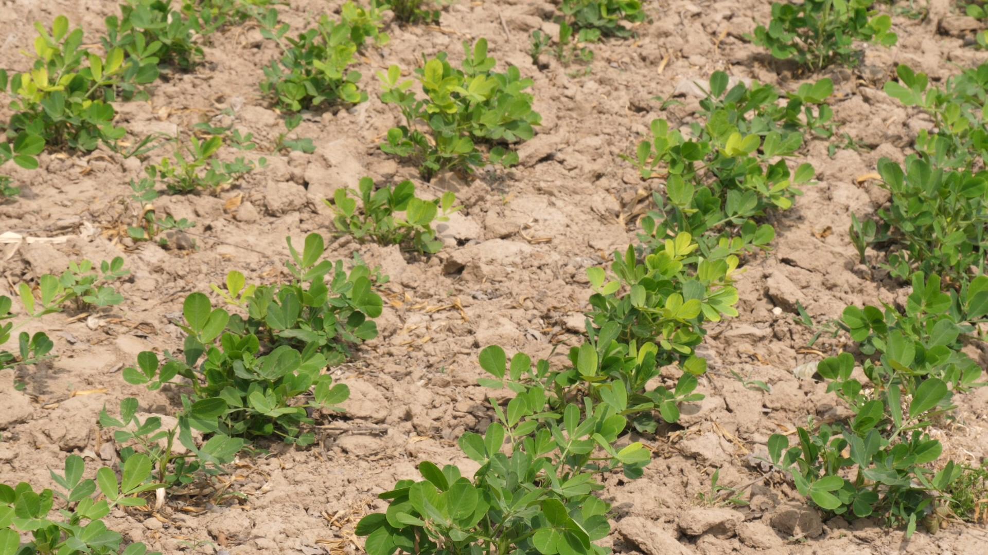 花生什么时候种植怎么种产量更好,花生每亩产量2000斤的种植技术