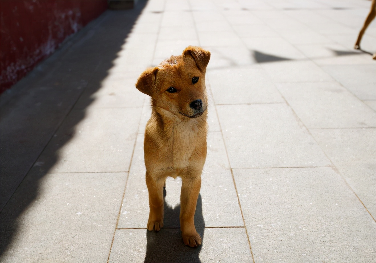 被小狗扑了会怎样,小狗被主人摸的时候会怎么想