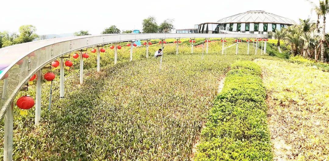 农庄网红项目大全,10万农庄创意网红项目