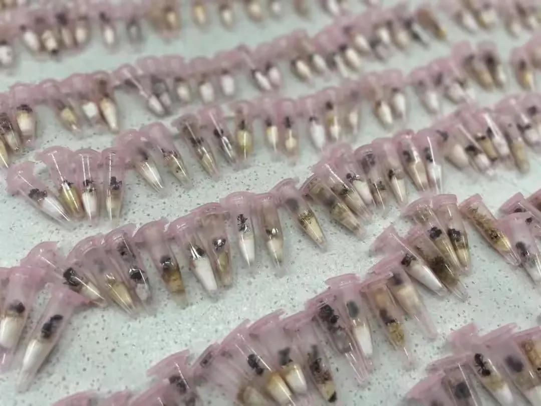 海关截获78只野蛮收获蚁,海关查获不可思议的东西有哪些