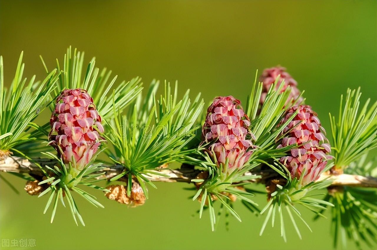 东北三宝人参鹿茸,人参貂皮鹿茸属于东北三宝吗