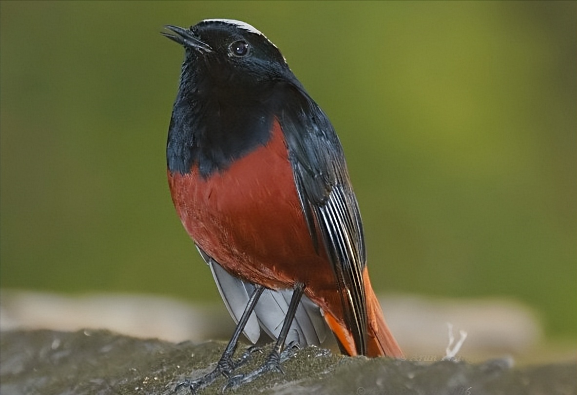 50张最佳鸟类摄影作品,鸟儿大全大图
