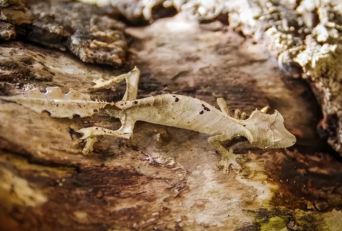 可爱妖娆的小精灵，超过瘾|这里的狐猴也太好撸了吧！