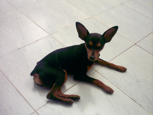 小鹿犬掉毛原因,小鹿犬掉毛是怎么回事