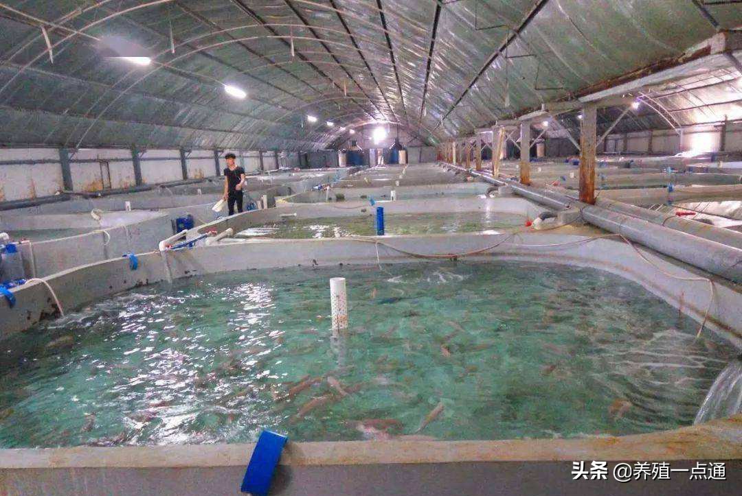 水产养殖污水方案,高密度水产养殖污水处理