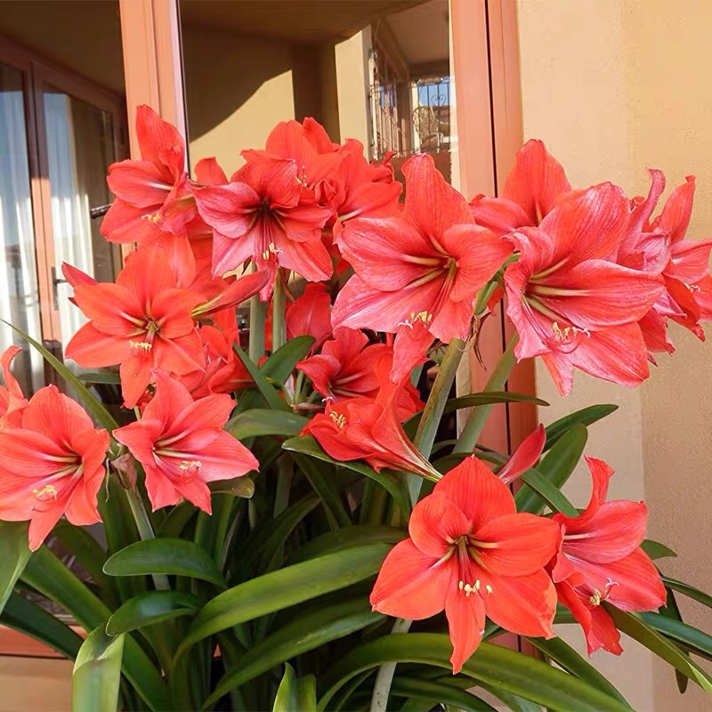 20种吉祥的花,20种年宵花高端又大气