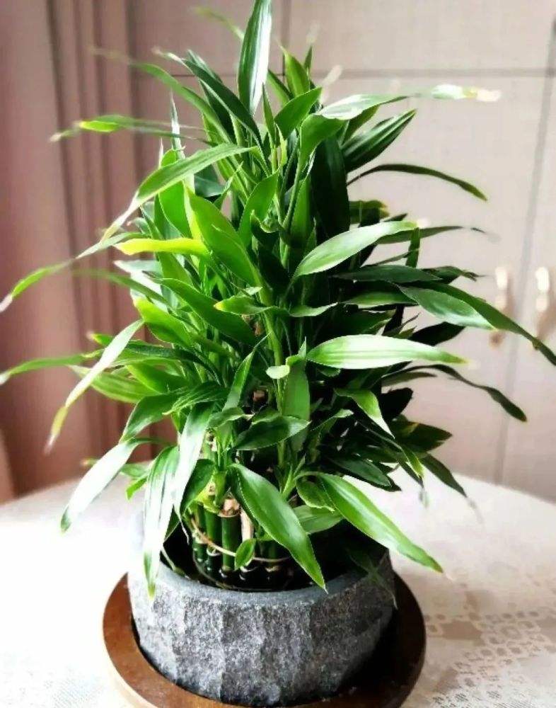 家里光照不足建议养这10种耐阴花,阴暗无光角落适合养什么花