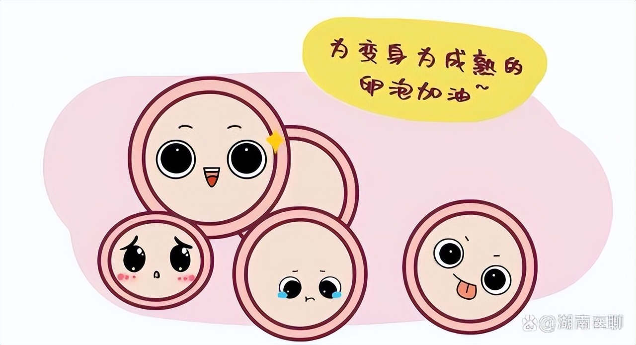 备孕女孩建议要做卵泡监测