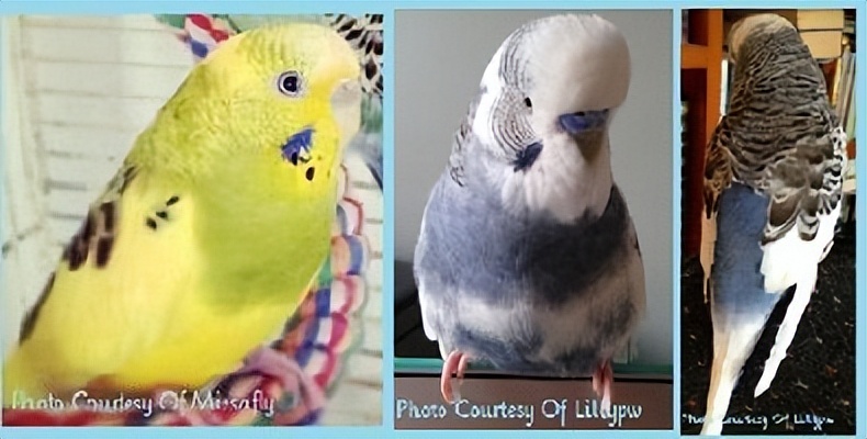 虎皮鹦鹉基因原理,虎皮鹦鹉钴基因