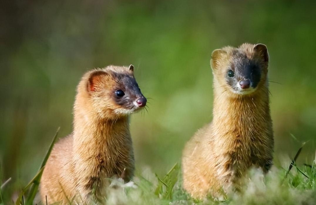 黄鼠狼进家意味着什么,黄鼠狼闯进家门什么预兆