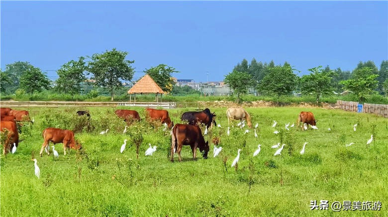 目睹广州犇牛牧场母牛生小牛的整个过程,才知道舔犊之情的含义