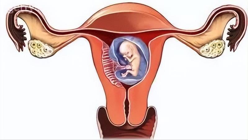 孕囊胎心胎芽多长时间可以看到,孕囊小但是有胎心胎芽还有希望吗