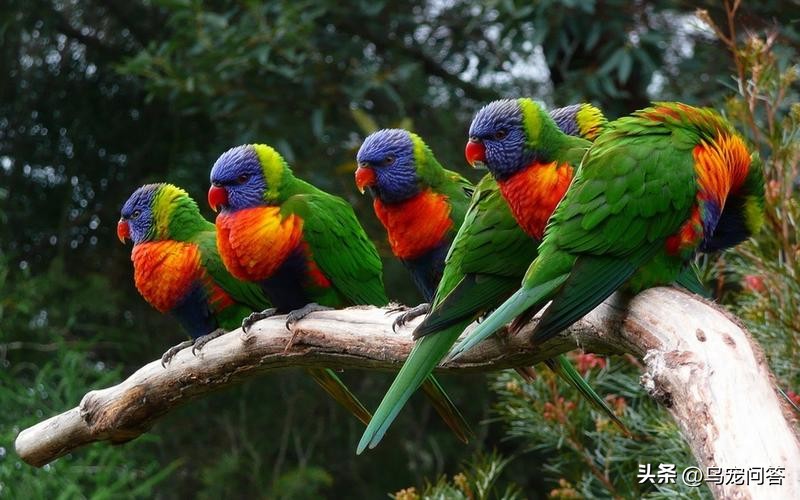 鹦鹉怎么增重,玄凤鹦鹉配粮增重