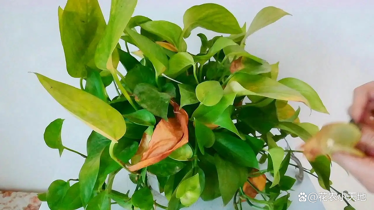 绿萝叶子发黄是什么原因怎么办,绿萝专用营养液防止叶黄枯萎