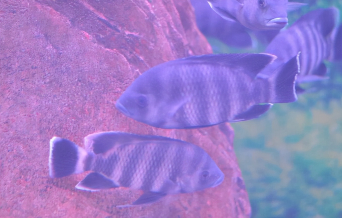 金鹰海洋世界常州万达,常州金鹰海洋世界怎么样好玩吗