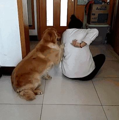 路上通常捡到的小奶狗是哪种狗,遇到这几种狗千万要抱回家