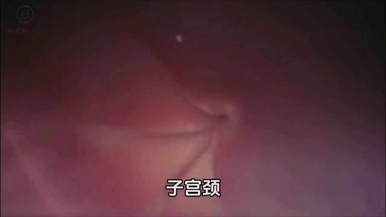 二年级上册小蝌蚪的蜕变过程,小蝌蚪成长为青蛙