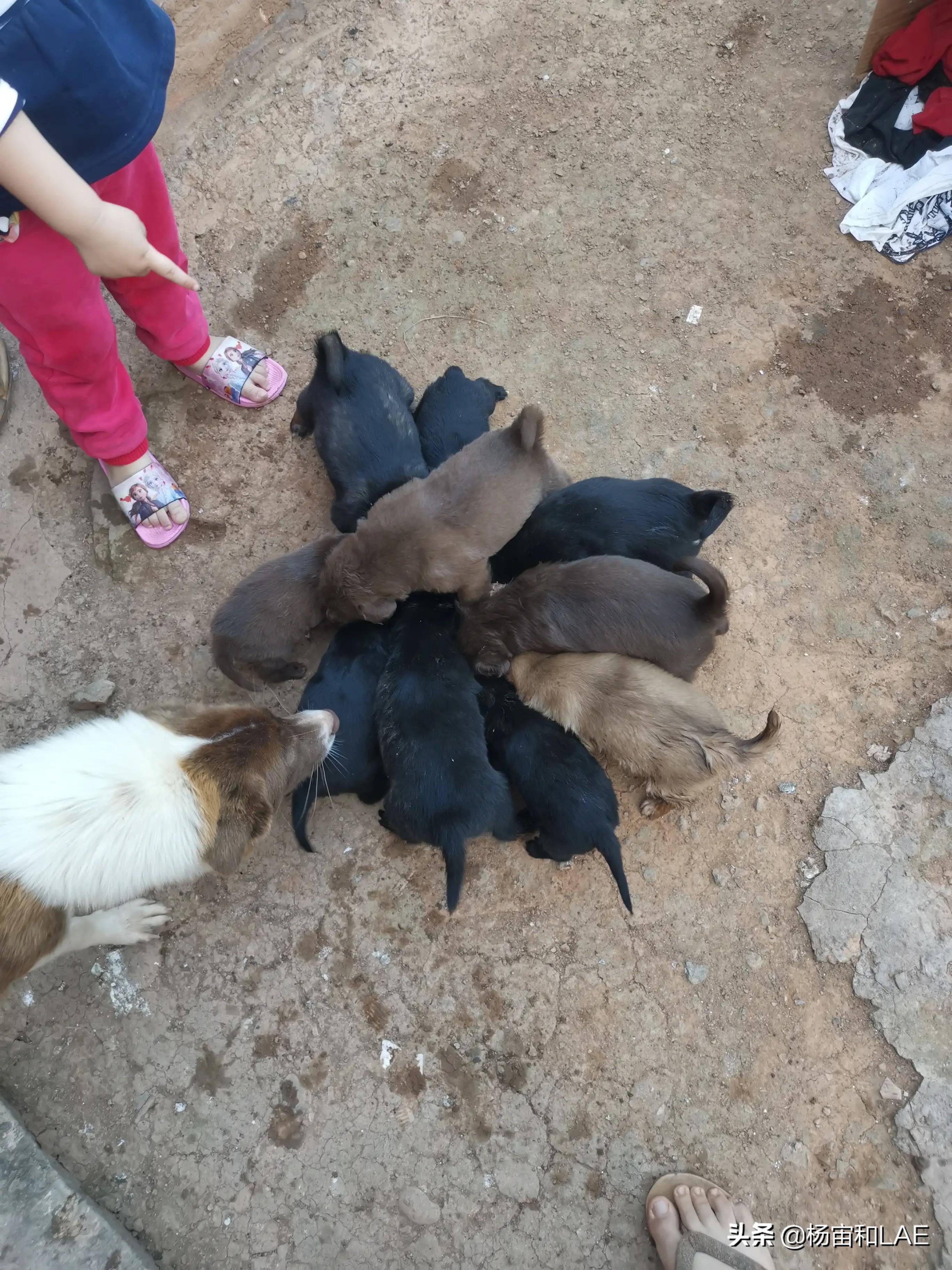 老挝哪里给狗打疫苗,西班牙狗生病怎么办