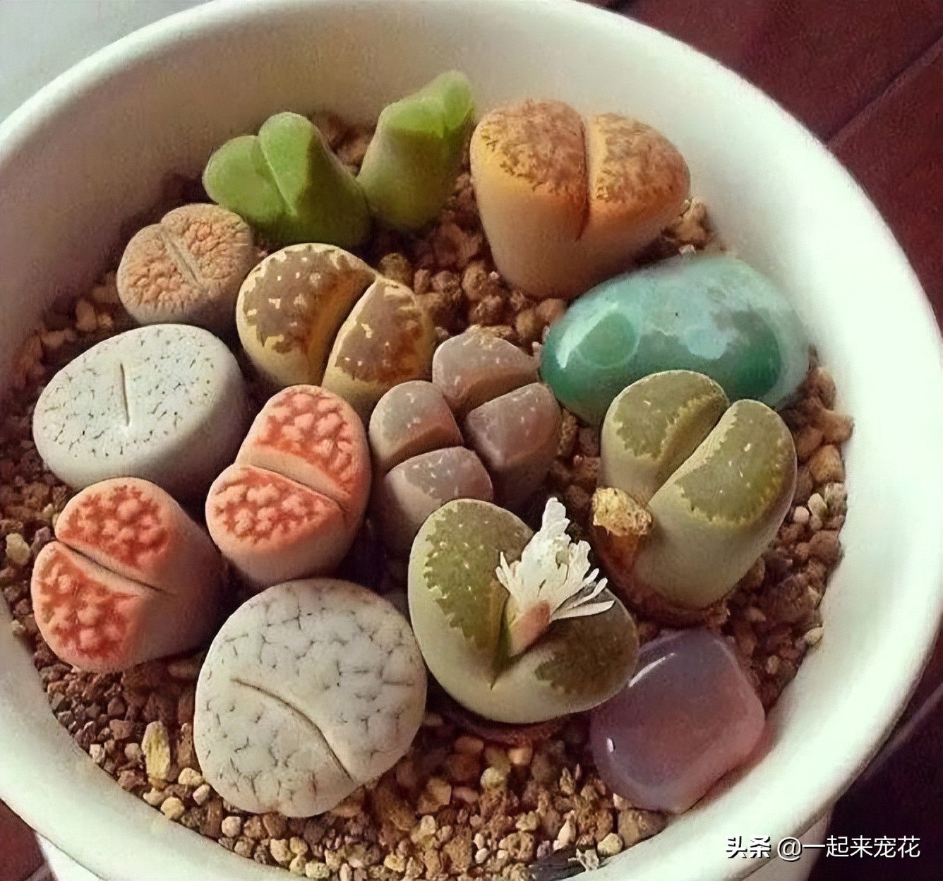 哪些多肉度夏必须断水,夏天养4种花耐热耐晒开花多又勤