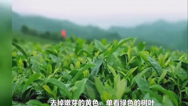 绿色翡翠图片大全,什么是阳绿色翡翠