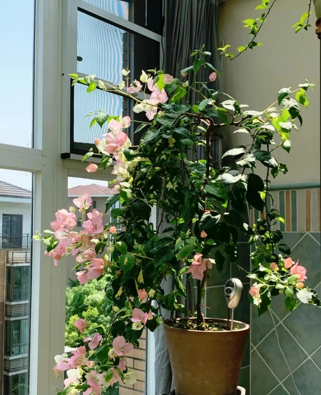 90后姑娘回家改造楼顶花园,5000元楼顶造花园