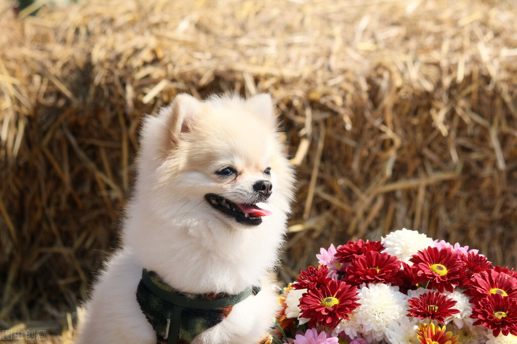 养博美犬需要注意的事项,养博美犬要注意什么