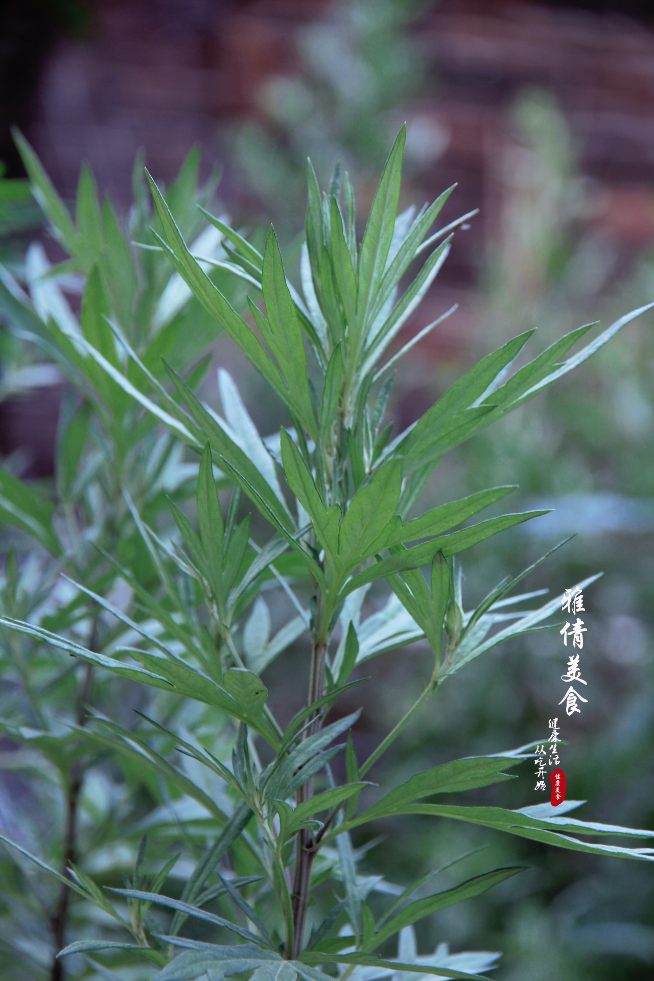 端午节必备神草,端午节最有效的草是什么草