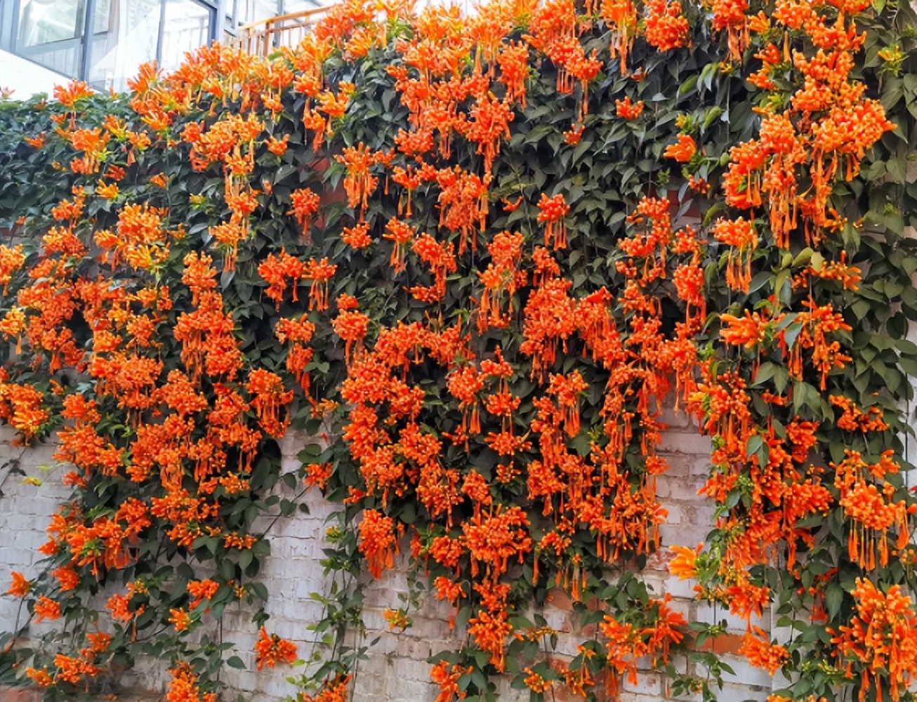 什么花做花墙最好种植,打造花园阳台推荐养什么花