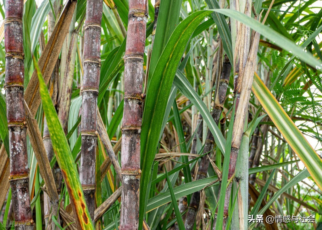 制糖人谈赤砂糖和红糖区别,纯蔗糖与红糖及黑糖的区别