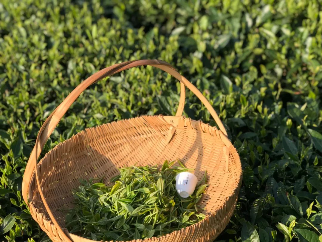 好的白茶茶汤的口感以什么为主,什么味道的白茶才是好白茶