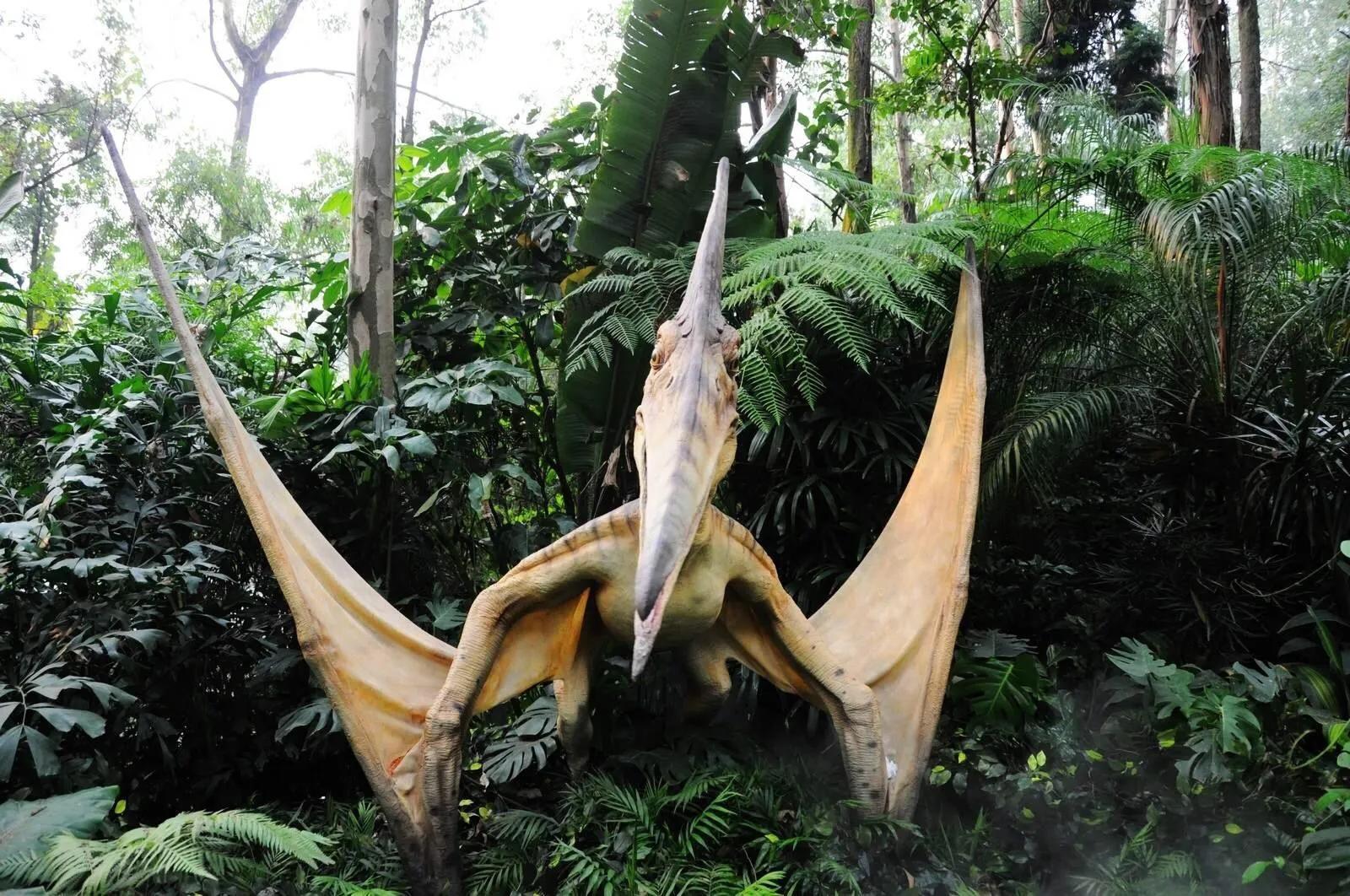 广州长隆野生动物园全部动物,广州长隆野生动物园所有动物介绍