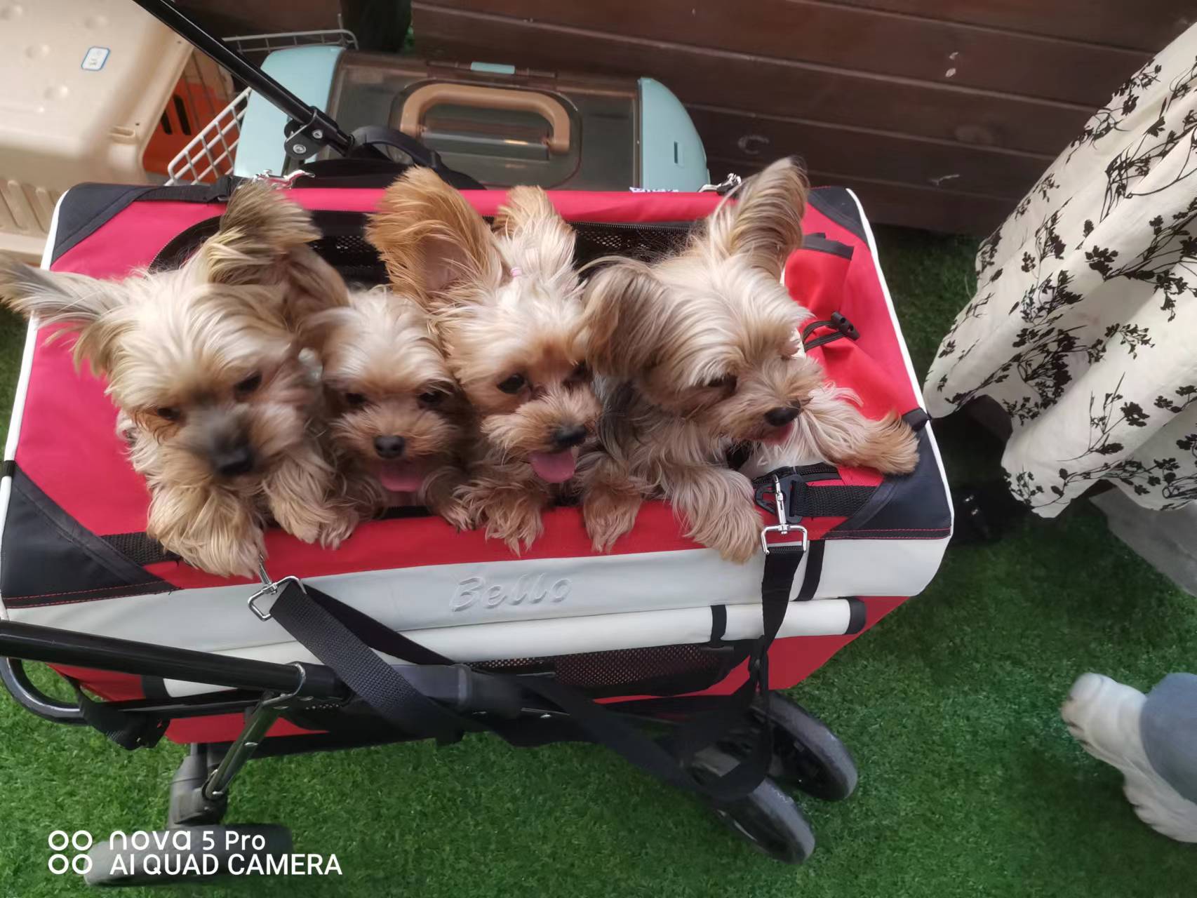 双11大型犬狗粮攻略,双11田园犬粮