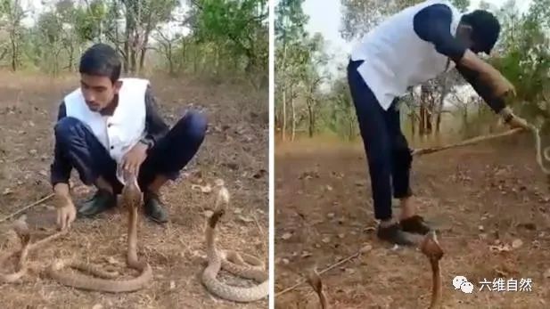 想舞三条眼镜蛇？印度一男子反被眼镜蛇咬伤，使用了多瓶血清救助