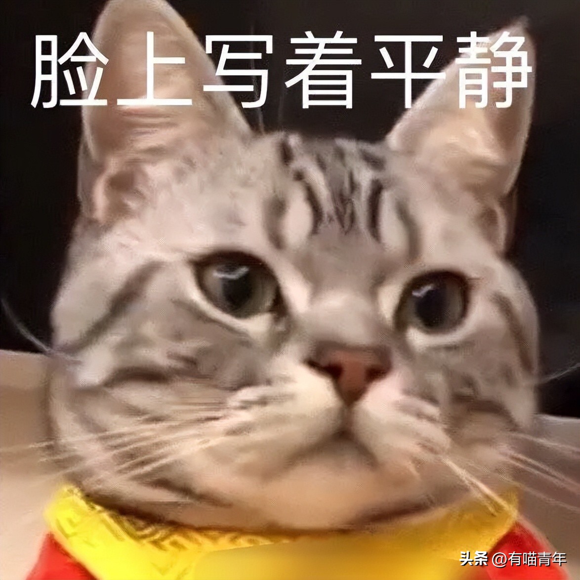 未来猫能活到30岁？？铲屎官听说后狂喜，怒捐3亿！！