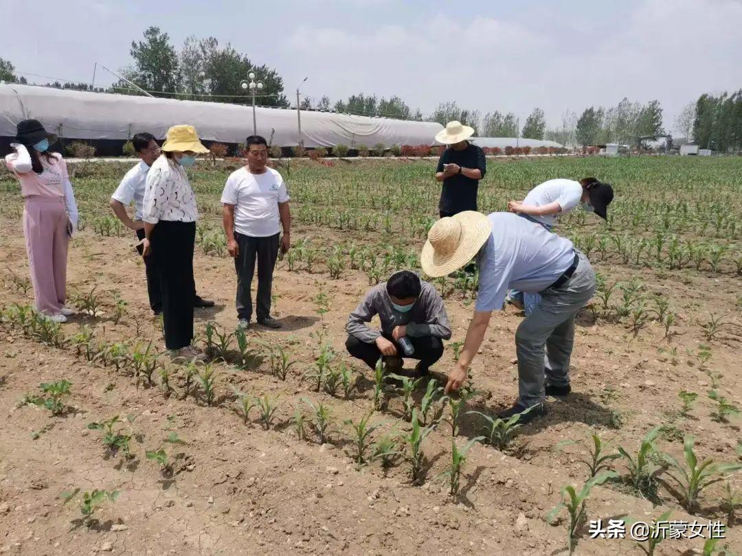 “沂”起学理论·创业创新巾帼行罗庄、沂水、费县、兰陵开展“乡村振兴巾帼行动”沂蒙行志愿服务直通车活动