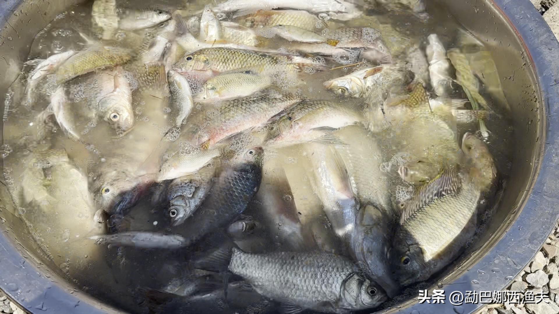 2020万峰湖野钓大罗非,万峰湖陇纳村野钓大罗非