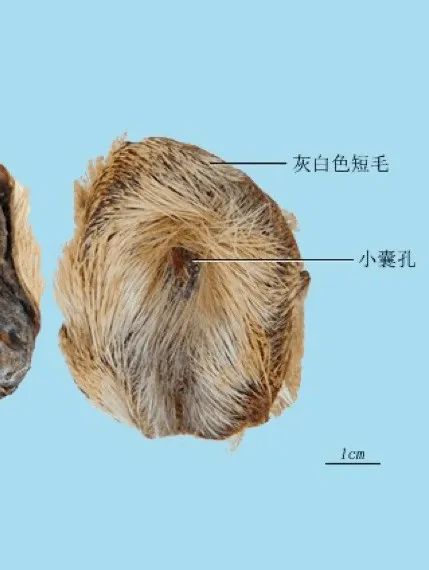 每天学习一味中药阿魏,每天学习一味中药藿香