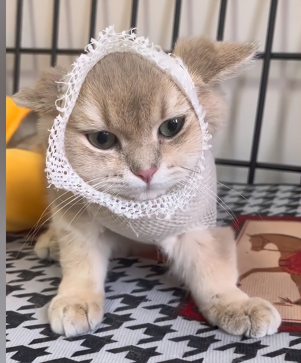 驴得水小朋友是智障猫吗,全网公认的智障猫怕水