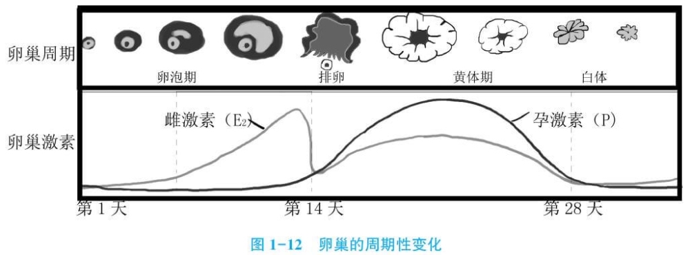 21岁女大学生贪慕虚荣，靠卖卵赚钱，医生怒斥：你随时可能会死
