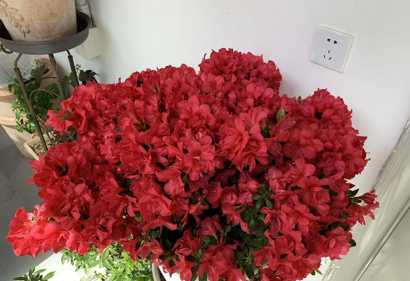 怎样养杜鹃花才能有花蕾,怎样养好杜鹃花