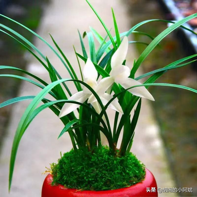 云南发现一株顶级兰草,云南发现野生兰花