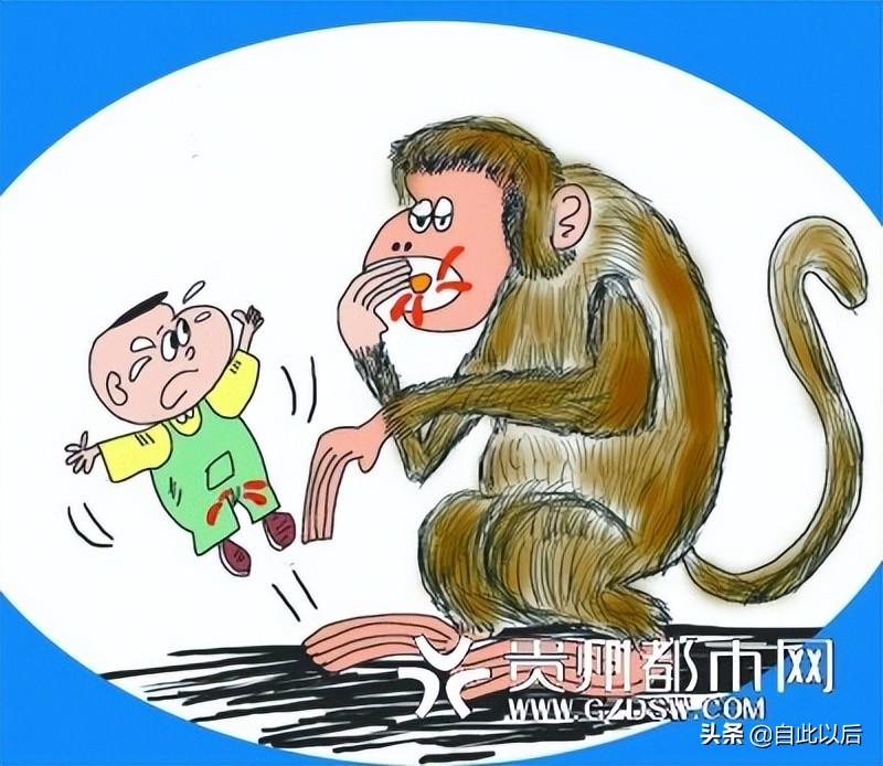 上方山周边遇见野猴,在野外遇见野猴该怎么办