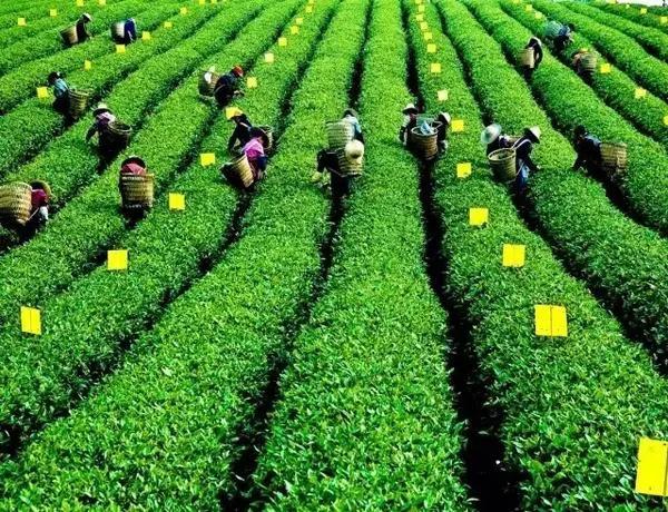 青城春茶：究竟是从什么时候开始朝贡的？