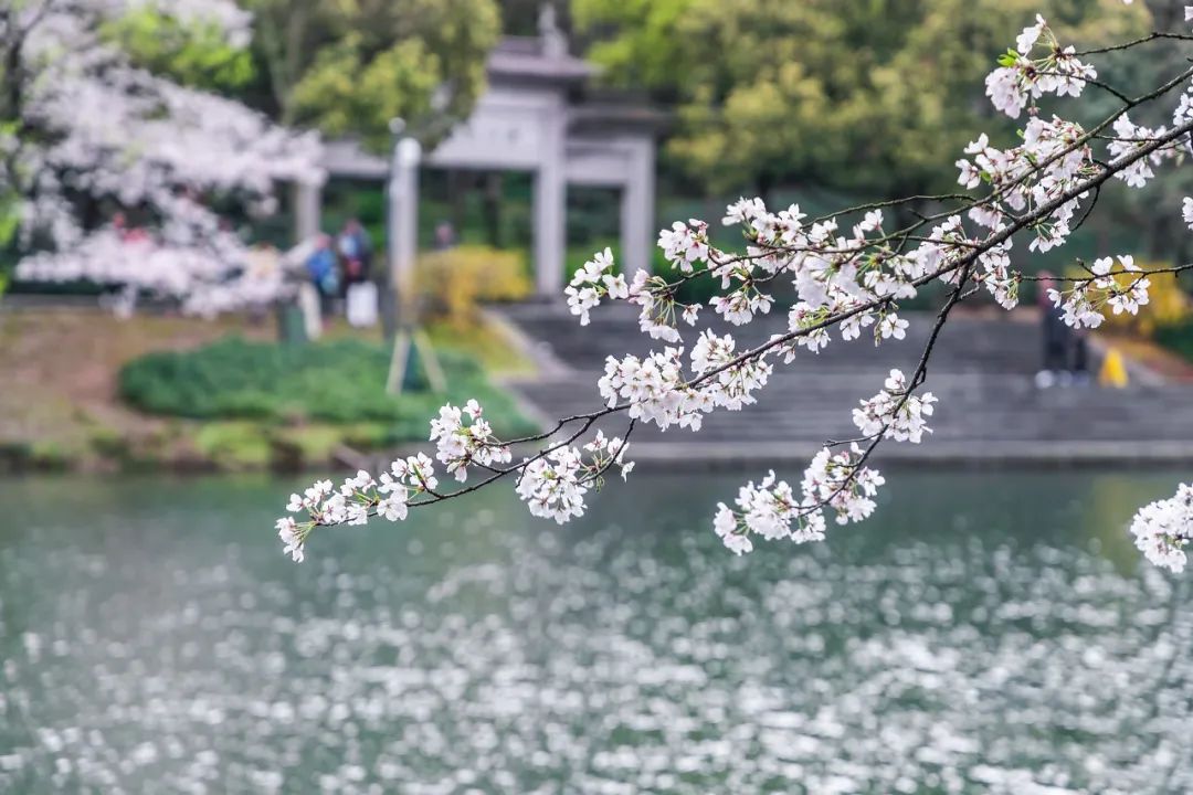 听我的，四月的杭州才是浪漫天花板。