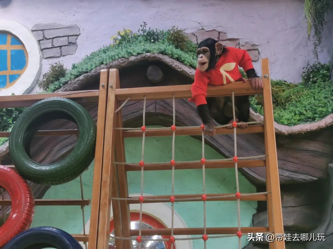 一天玩遍北京野生动物园,包场去鸟巢