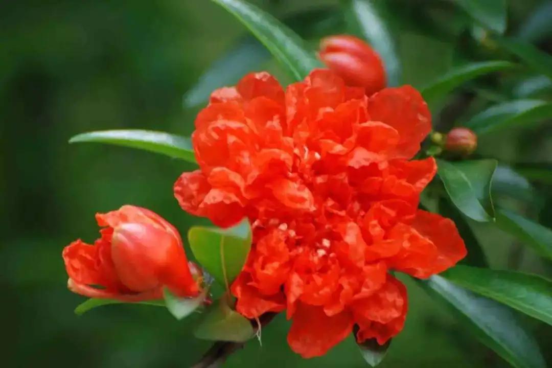 开花植物大全100种,实用分享30款小型开花树种介绍