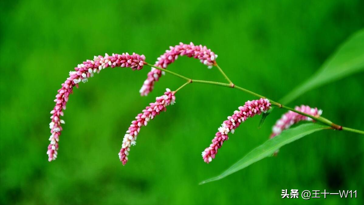 野生辣蓼草图片,有香味的白辣蓼