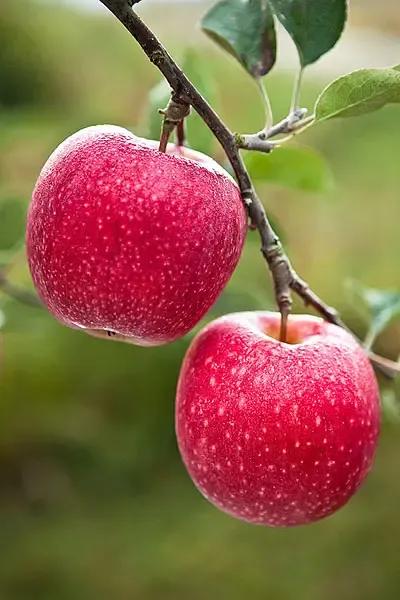 怀孕期间这6种水果不要吃哦,怀孕必吃的十二种水果