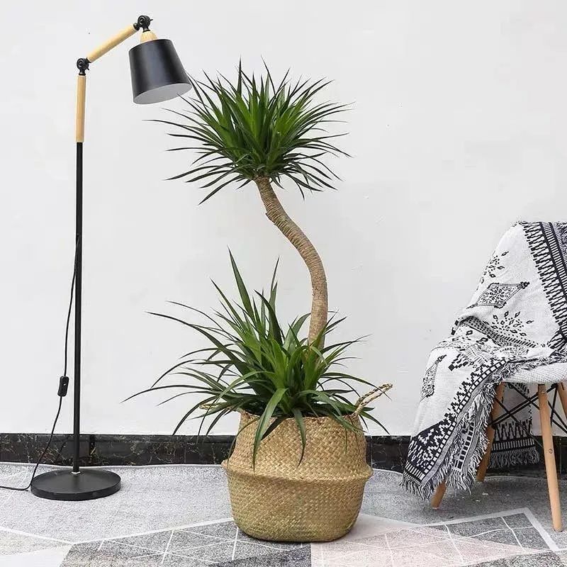 家里养什么花对睡眠最好,家里养什么花好对健康好一点