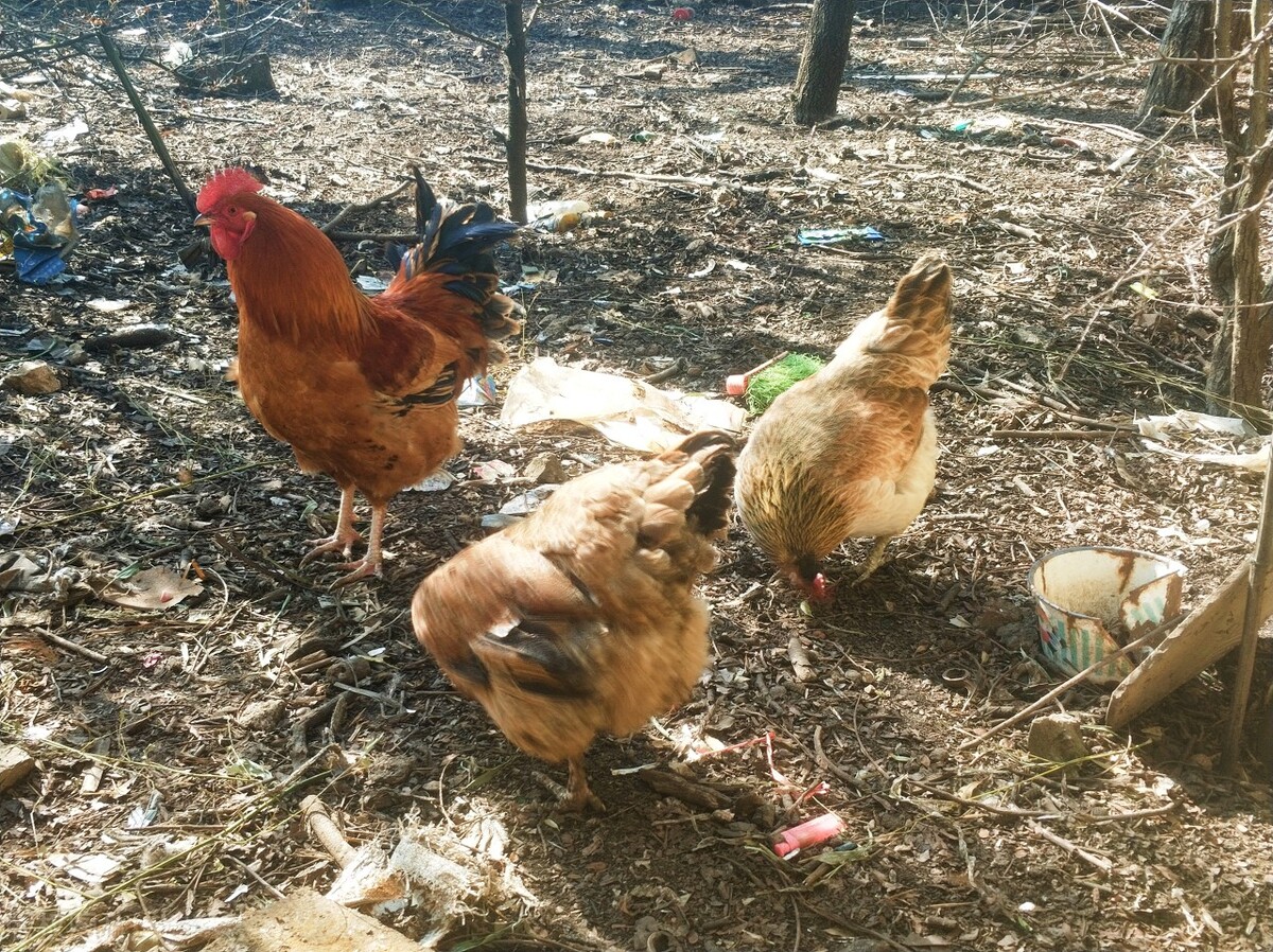 城里的土鸡为啥越来越不好吃了,最正宗的农村土鸡